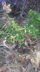 Cucurbita foetidissima