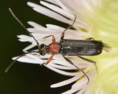 Grammoptera haematites