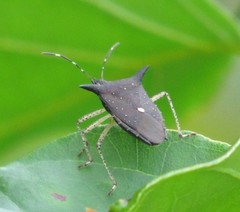 Proxys albopunctulatus