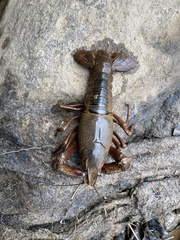 Procambarus acutus