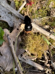 Bombus lapidarius