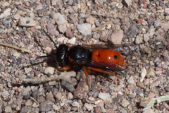 Odynerus cinnabarinus