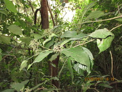 Palicourea pubescens