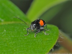 Cryptocephalus quadruplex