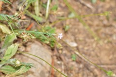 Petrorhagia nanteuilii