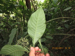 Palicourea pubescens