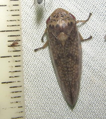 Ptyelus grossus