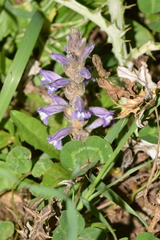 Phelipanche nana