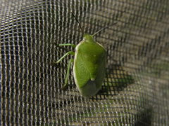 Chlorochroa persimilis