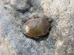 Chlorochroa persimilis