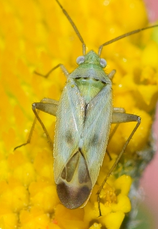 Megalocoleus lunula