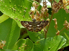 Udranomia kikkawai