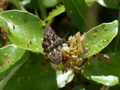 Udranomia kikkawai