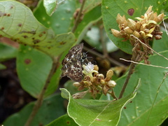 Udranomia kikkawai