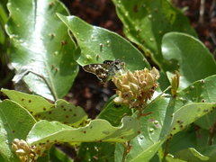 Udranomia kikkawai