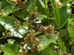 Udranomia kikkawai