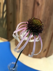 Echinacea sanguinea