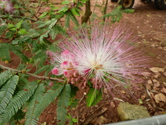 Calliandra selloi