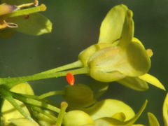 Anthocharis cardamines
