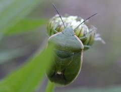 Chlorochroa persimilis