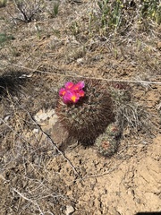 Pediocactus nigrispinus