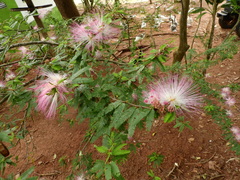 Calliandra selloi