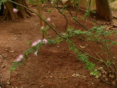 Calliandra selloi