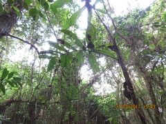 Chamaedorea tepejilote