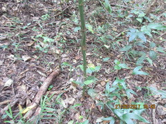Chamaedorea tepejilote