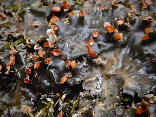 horizontal pelt lichen