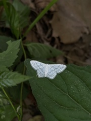 Idaea tacturata