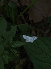 Idaea tacturata
