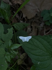 Idaea tacturata