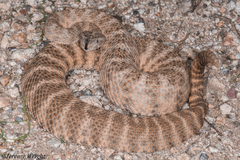 Crotalus tigris