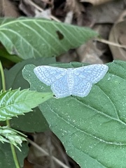 Idaea tacturata