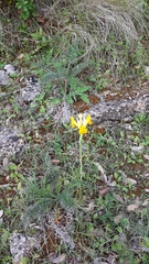Iris xiphium lusitanica