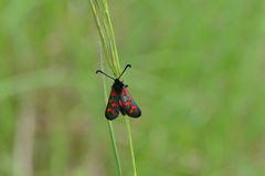 Zygaena oxytropis