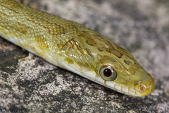 Senticolis triaspis intermedia