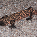 Reticulate Gila Monster - Photo (c) jeremywright, some rights reserved (CC BY-NC)