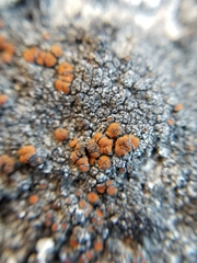 Caloplaca pellodella