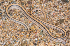Salvadora deserticola