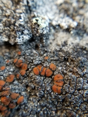 Caloplaca pellodella