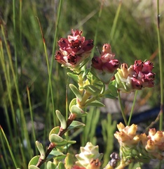 Penaea cneorum cneorum