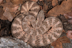 Crotalus tigris