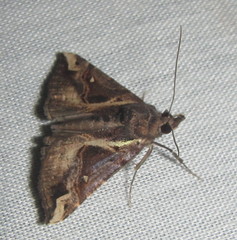Hypena varialis