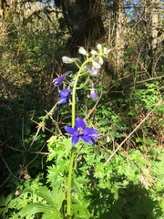 Delphinium trolliifolium