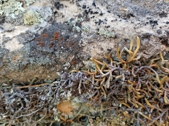 Caloplaca pellodella