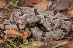 Crotalus lepidus klauberi