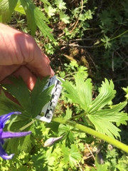 Delphinium trolliifolium