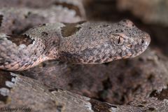 Crotalus lepidus klauberi